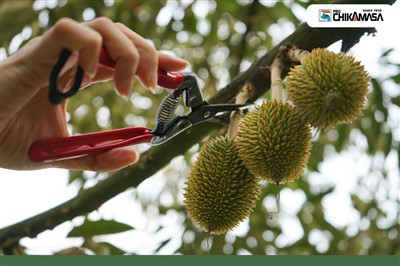 sds-viet-nam-nha-phan-phoi-keo-cat-tia-canh-chikamasa-doc-quyen